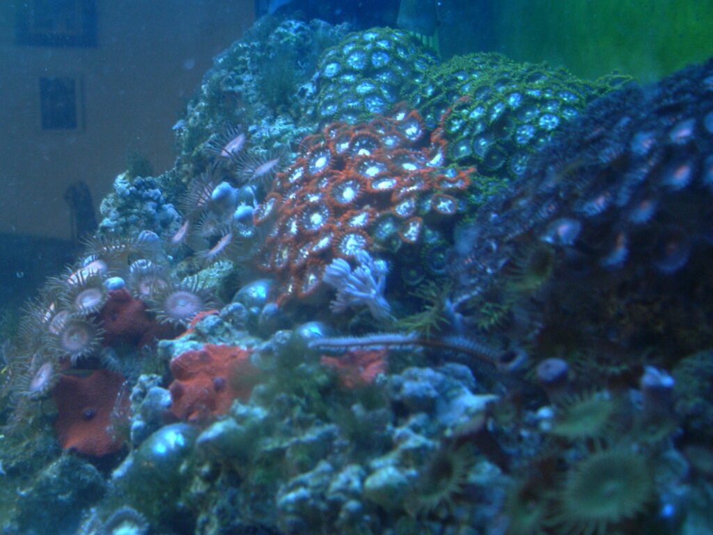 Reef Aquarium