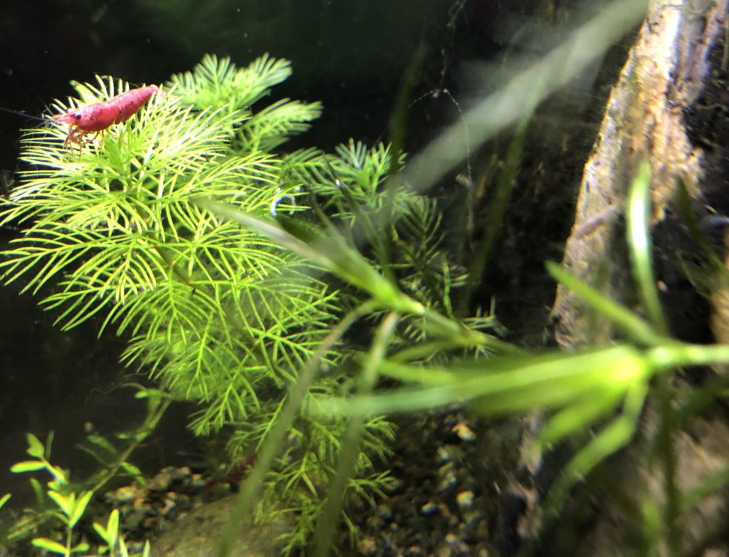 New 2.6gal Planted Aquarium