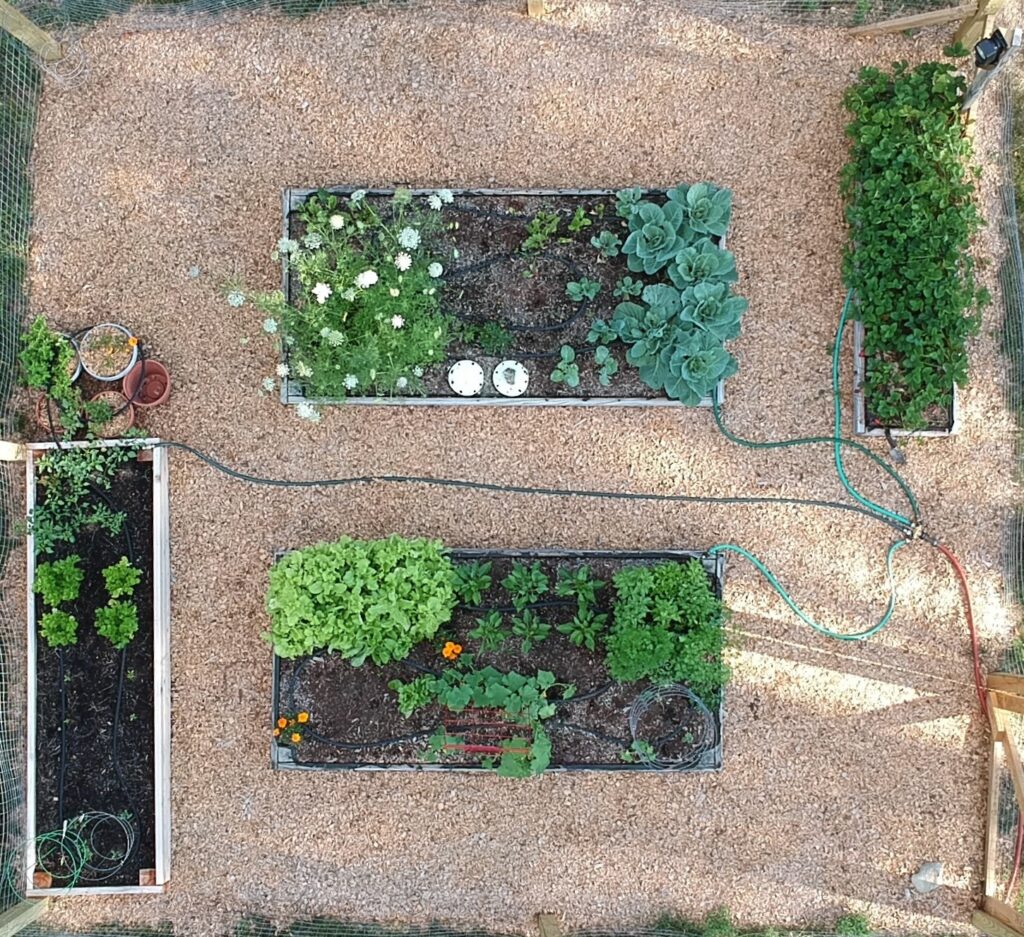 What My Garden Taught Me About AI